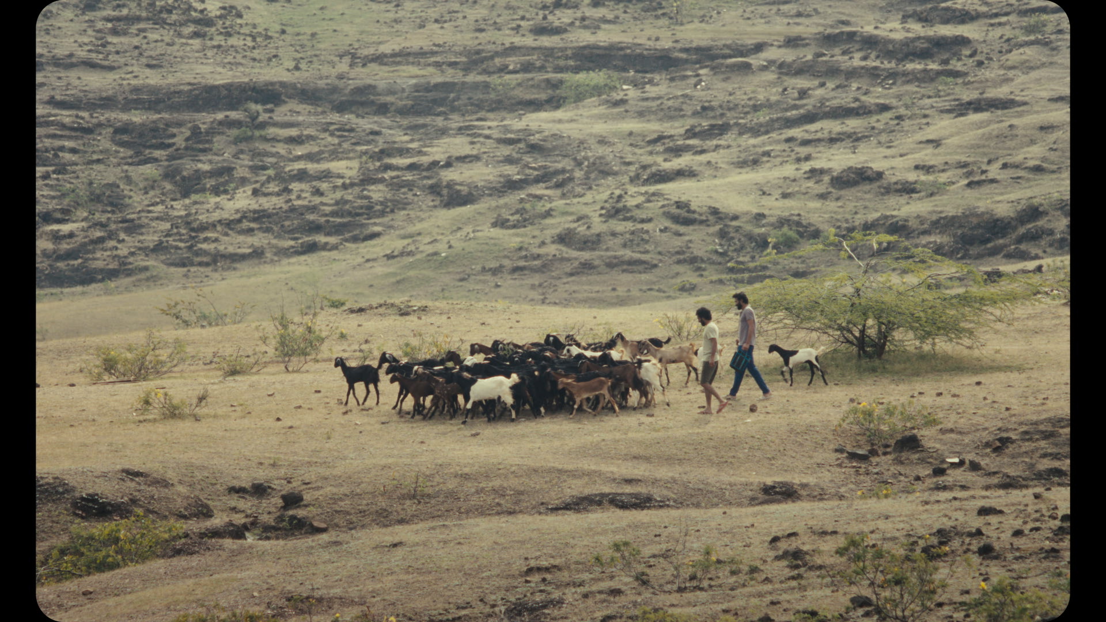 Sabar Bonda: Cactus Pears