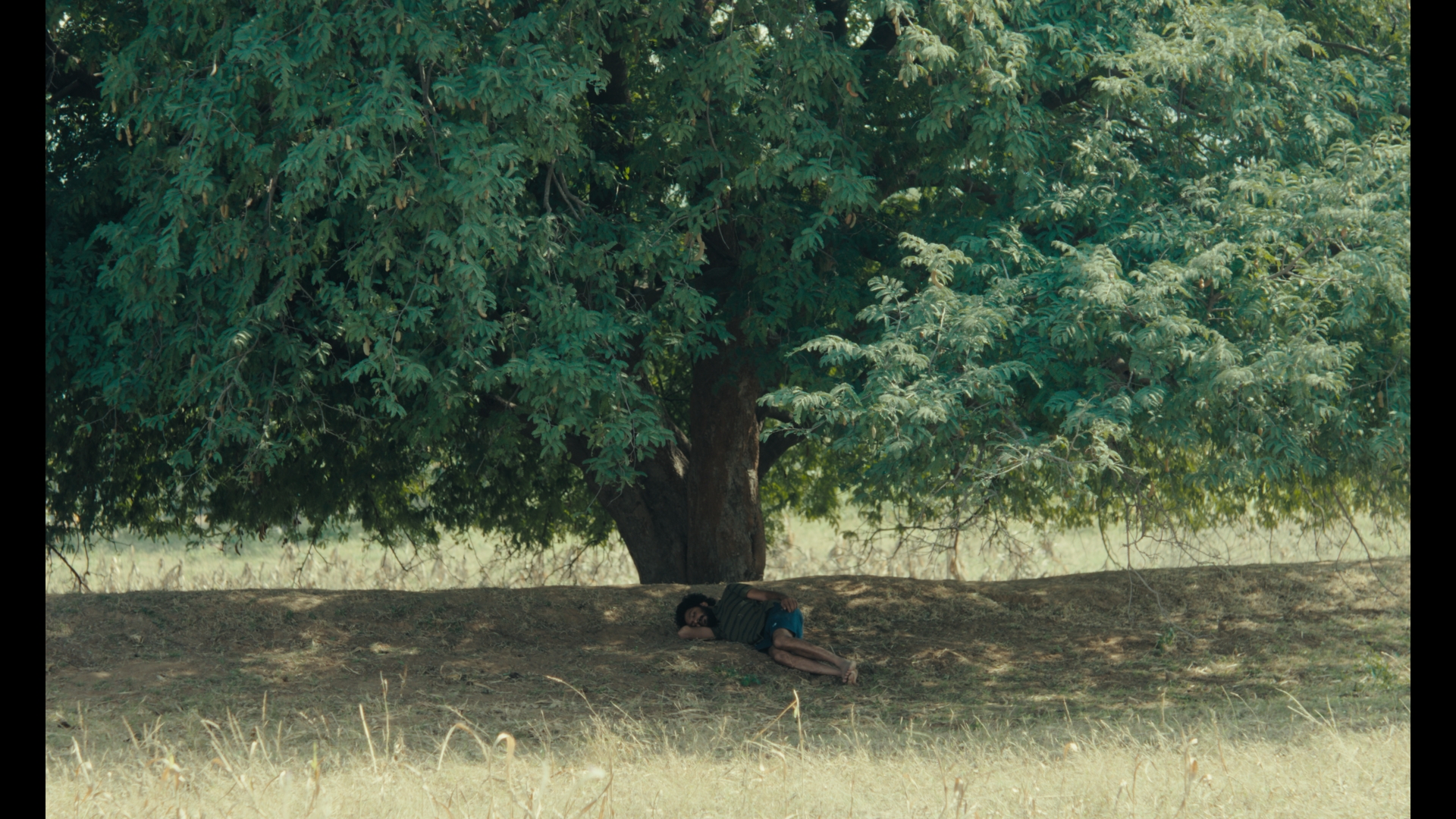 Sabar Bonda: Cactus Pears